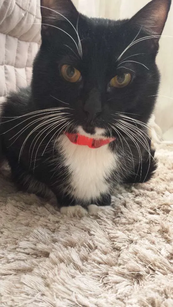 Gato ra a Não sei idade 2 anos nome Frajolinha