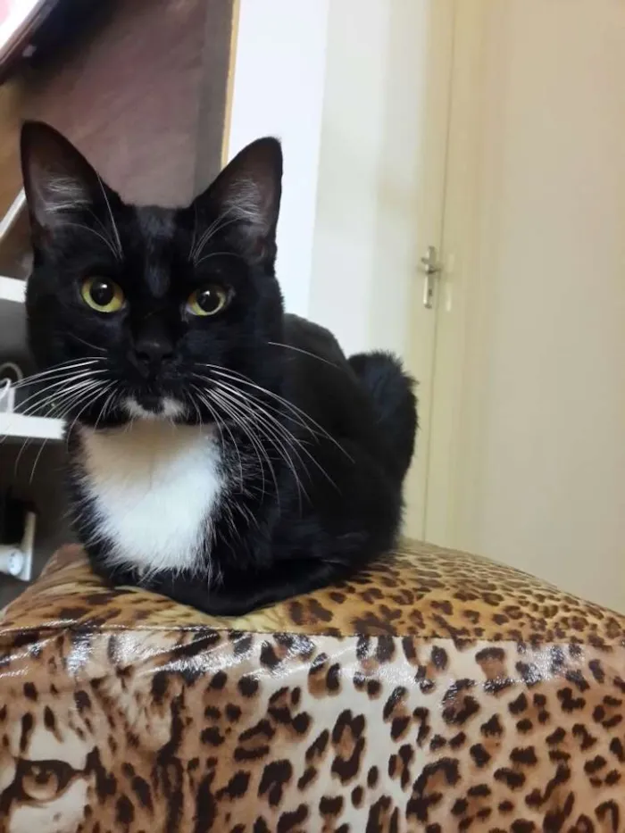 Gato ra a Não sei idade 2 anos nome Frajolinha