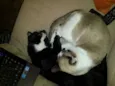 Frajolinha