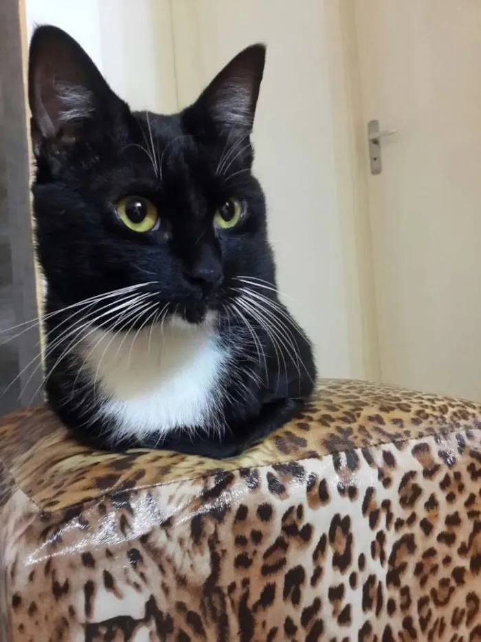 Gato ra a Não sei idade 2 anos nome Frajolinha
