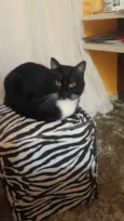 Frajolinha