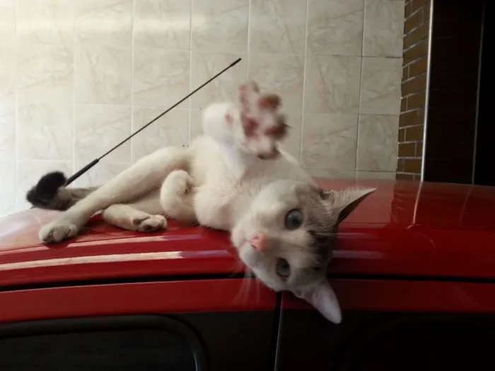 Gato ra a  idade 5 anos nome Ronaldo