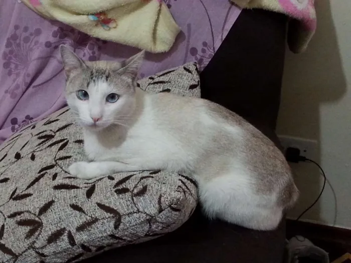 Gato ra a  idade 5 anos nome Ronaldo
