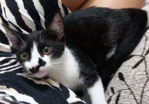 Gato raça SRD idade 7 a 11 meses nome Tom