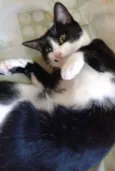 Gatos