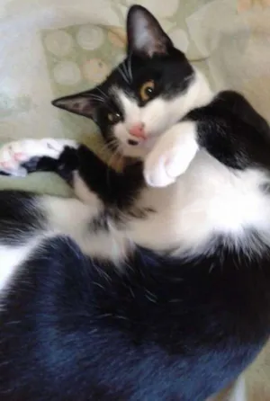 Gato raça  idade 7 a 11 meses nome Gatos