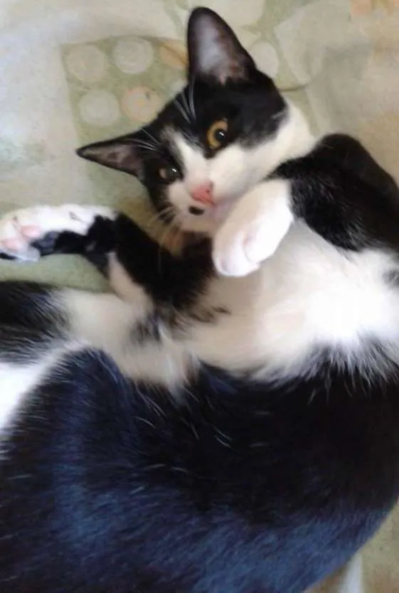Gato ra a  idade 7 a 11 meses nome Gatos