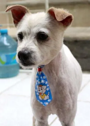 Cachorro raça Vira lata idade 2 anos nome Luck