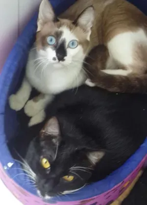 Gato raça Siamês idade 1 ano nome Miau