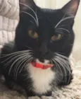 Frajolinha