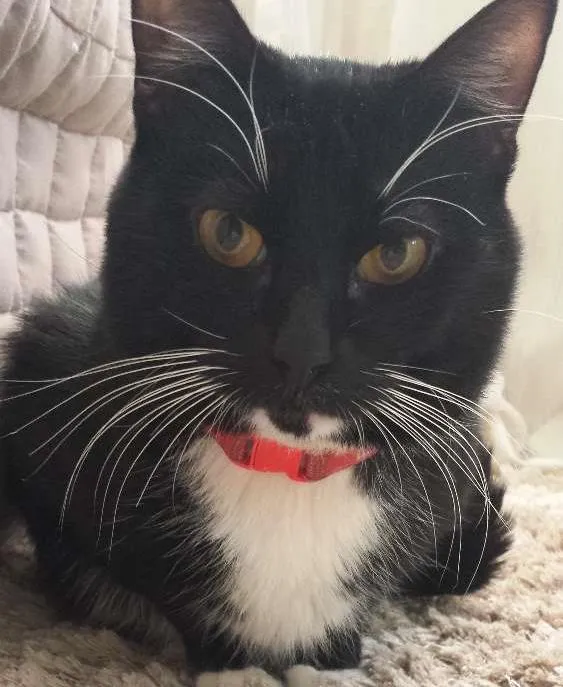 Gato ra a Não sei idade 2 anos nome Frajolinha