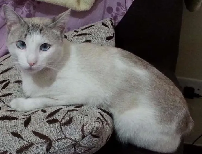 Gato ra a  idade 5 anos nome Ronaldo