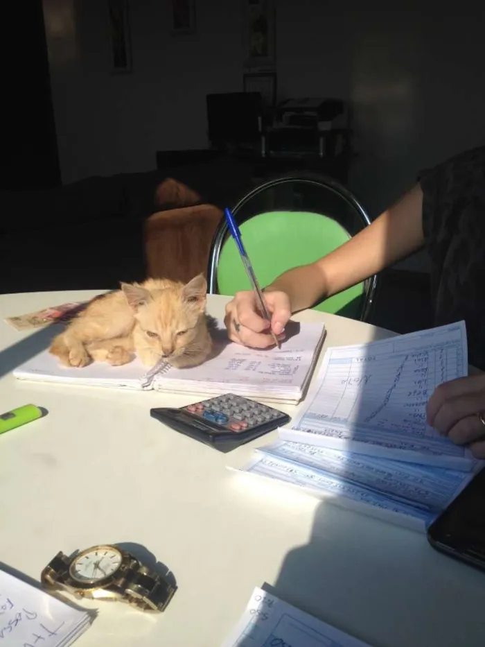 Gato ra a  idade Abaixo de 2 meses nome Buda