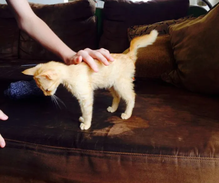 Gato ra a  idade Abaixo de 2 meses nome Buda