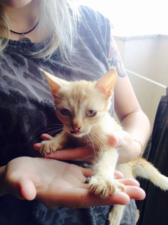 Gato ra a  idade Abaixo de 2 meses nome Buda