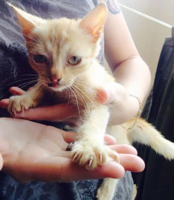 Gato ra a  idade Abaixo de 2 meses nome Buda
