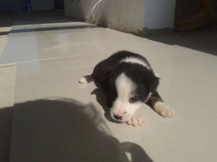 Cachorro ra a Vira Lata idade Abaixo de 2 meses nome Sem nome
