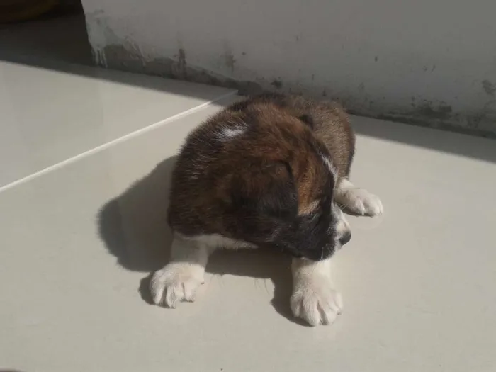 Cachorro ra a Vira Lata idade Abaixo de 2 meses nome Sem nome