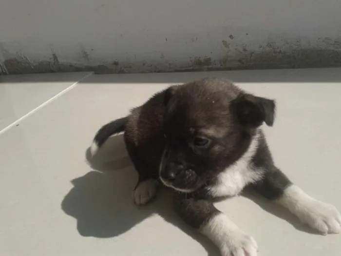 Cachorro ra a Vira Lata idade Abaixo de 2 meses nome Sem nome