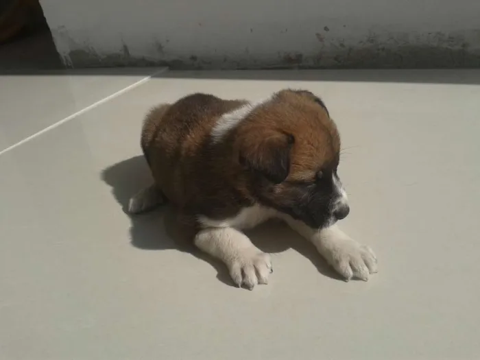 Cachorro ra a Vira Lata idade Abaixo de 2 meses nome Sem nome