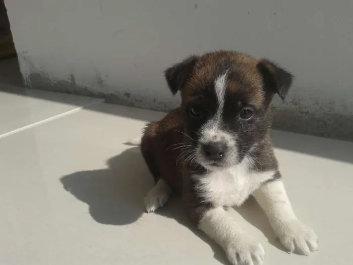 Cachorro ra a Vira Lata idade Abaixo de 2 meses nome Sem nome