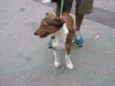 Paçoca
