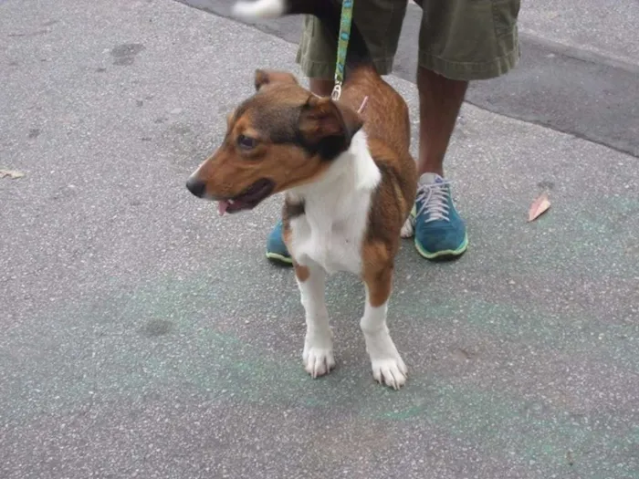 Cachorro ra a mix de basset idade 7 a 11 meses nome Paçoca
