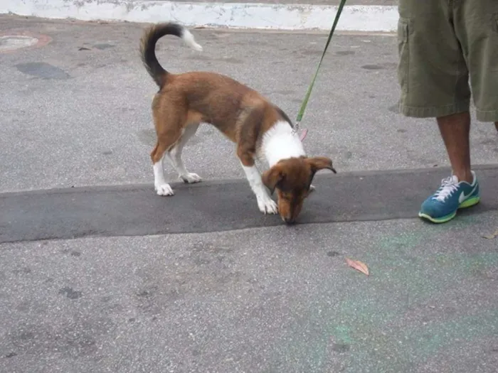 Cachorro ra a mix de basset idade 7 a 11 meses nome Paçoca