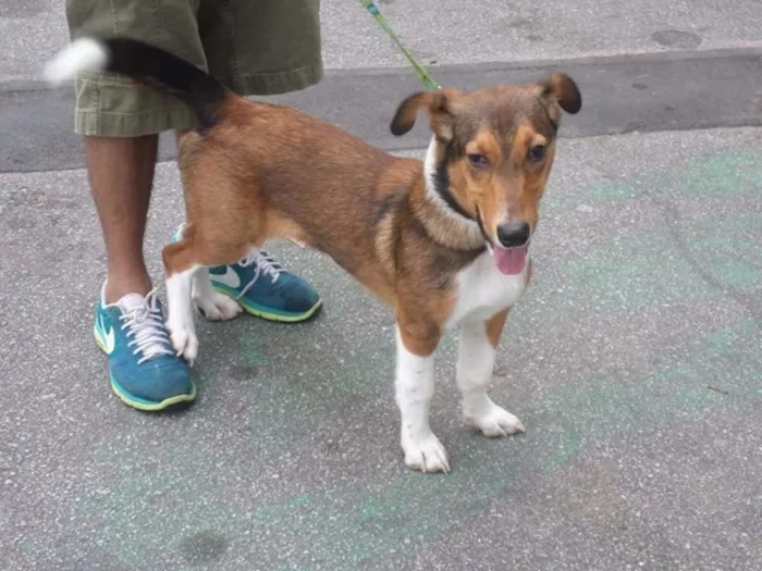 Cachorro ra a mix de basset idade 7 a 11 meses nome Paçoca
