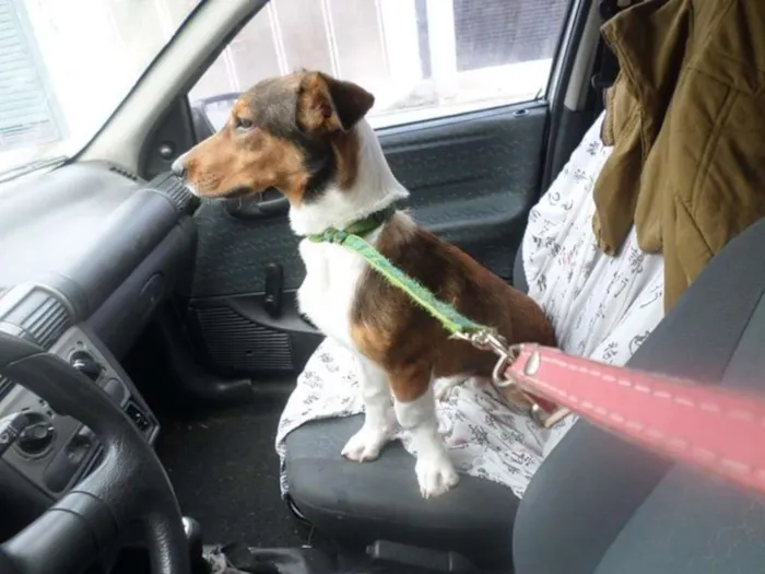 Cachorro ra a mix de basset idade 7 a 11 meses nome Paçoca