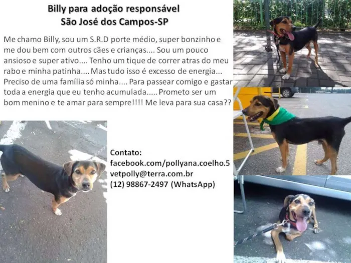 Cachorro ra a SRD idade 4 anos nome Billy