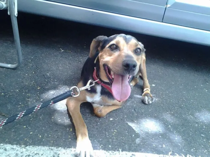 Cachorro ra a SRD idade 4 anos nome Billy