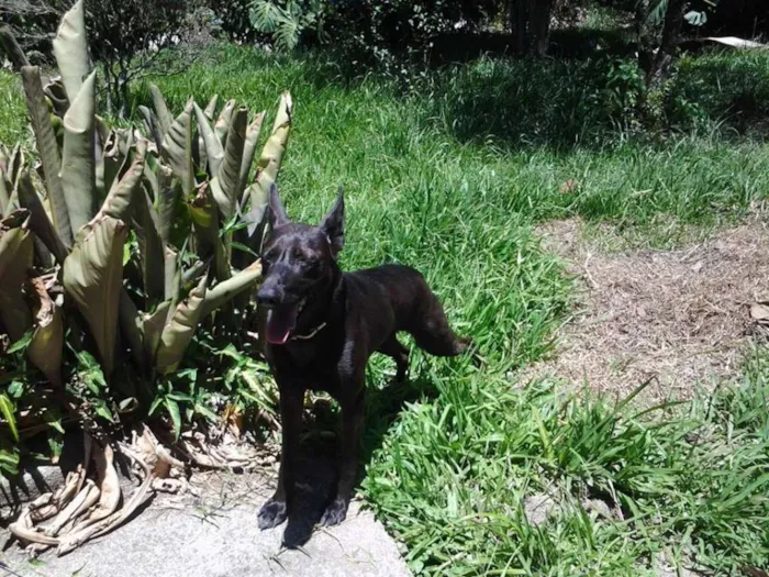 Cachorro ra a SRD idade 3 anos nome Sansão