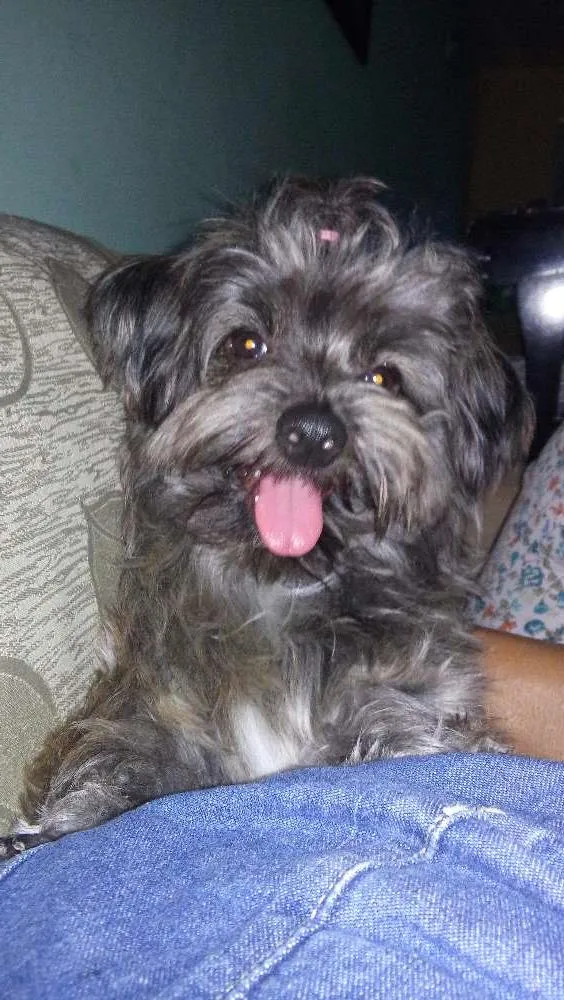 Cachorro raça Yorkshire  idade 1 ano nome Lup 