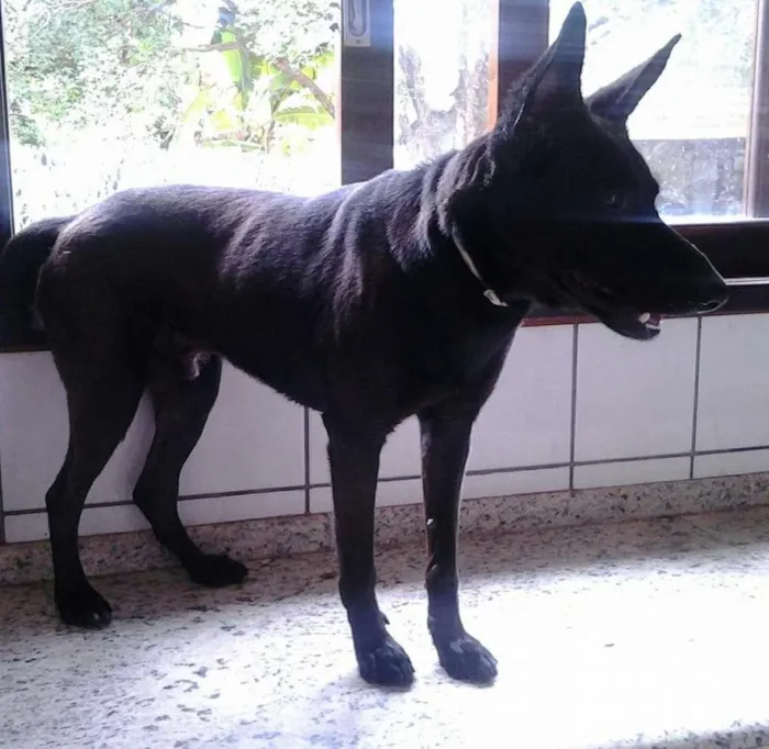 Cachorro ra a SRD idade 3 anos nome Sansão