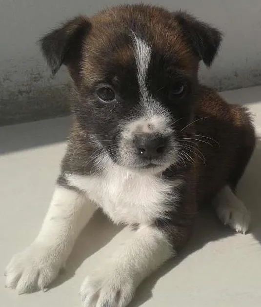 Cachorro ra a Vira Lata idade Abaixo de 2 meses nome Sem nome