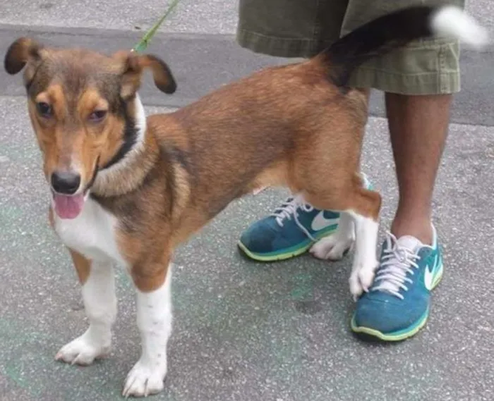 Cachorro ra a mix de basset idade 7 a 11 meses nome Paçoca