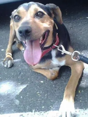 Cachorro raça SRD idade 4 anos nome Billy