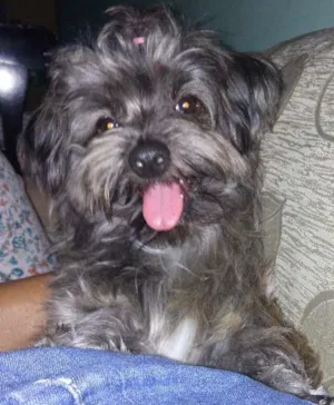 Cachorro raça Yorkshire  idade 1 ano nome Lup 