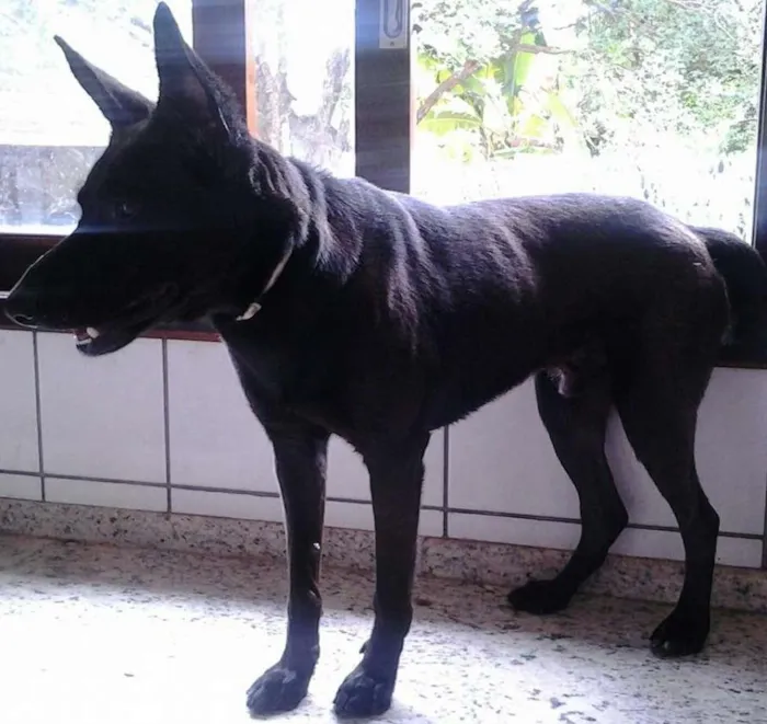 Cachorro ra a SRD idade 3 anos nome Sansão