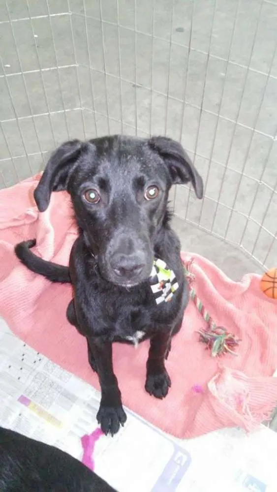 Cachorro ra a SRD idade 7 a 11 meses nome Grisalho