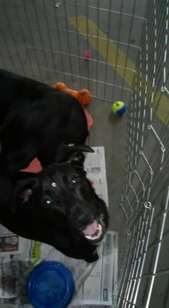 Cachorro ra a SRD idade 7 a 11 meses nome Cristal