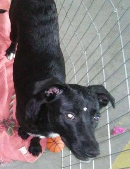 Cachorro ra a SRD idade 7 a 11 meses nome Cristal