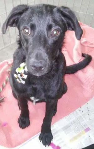 Cachorro raça SRD idade 7 a 11 meses nome Grisalho