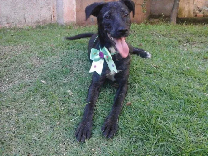 Cachorro ra a SRD idade 7 a 11 meses nome Cristal