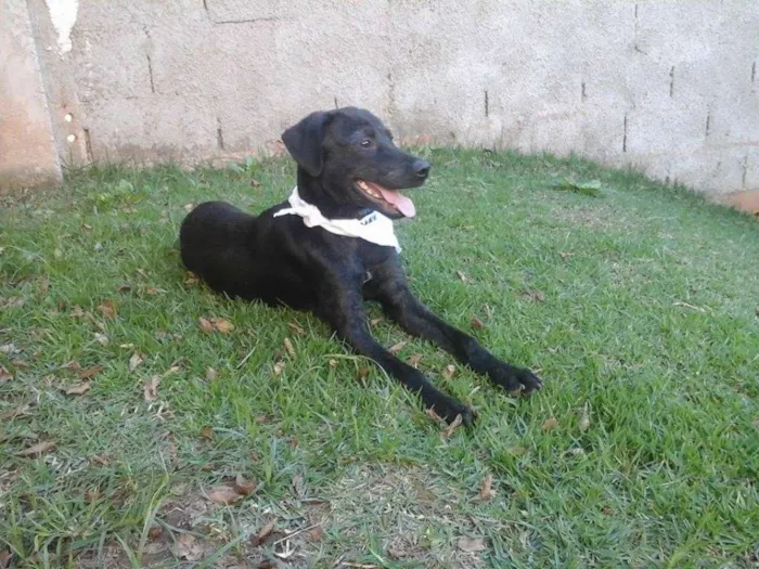 Cachorro ra a SRD idade 7 a 11 meses nome Grisalho