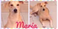 João e Maria