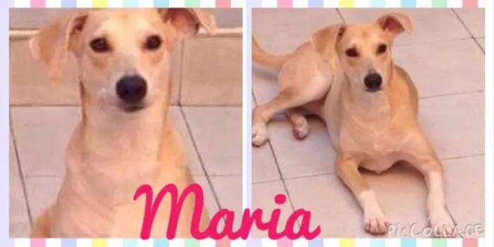 Cachorro ra a SRD idade 1 ano nome João e Maria