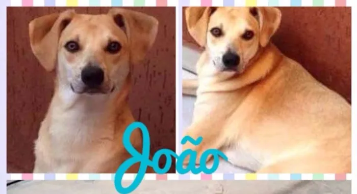 Cachorro ra a SRD idade 1 ano nome João e Maria