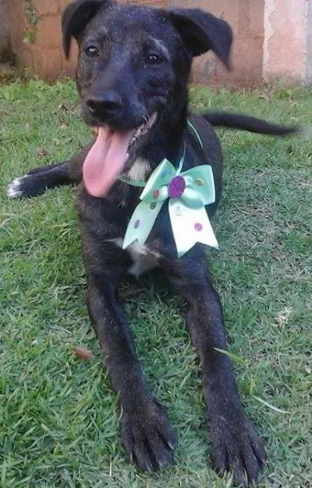 Cachorro ra a SRD idade 7 a 11 meses nome Cristal